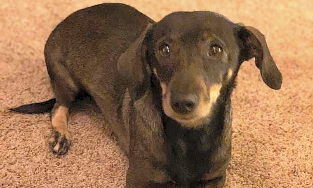Small dog adoption albuquerque top