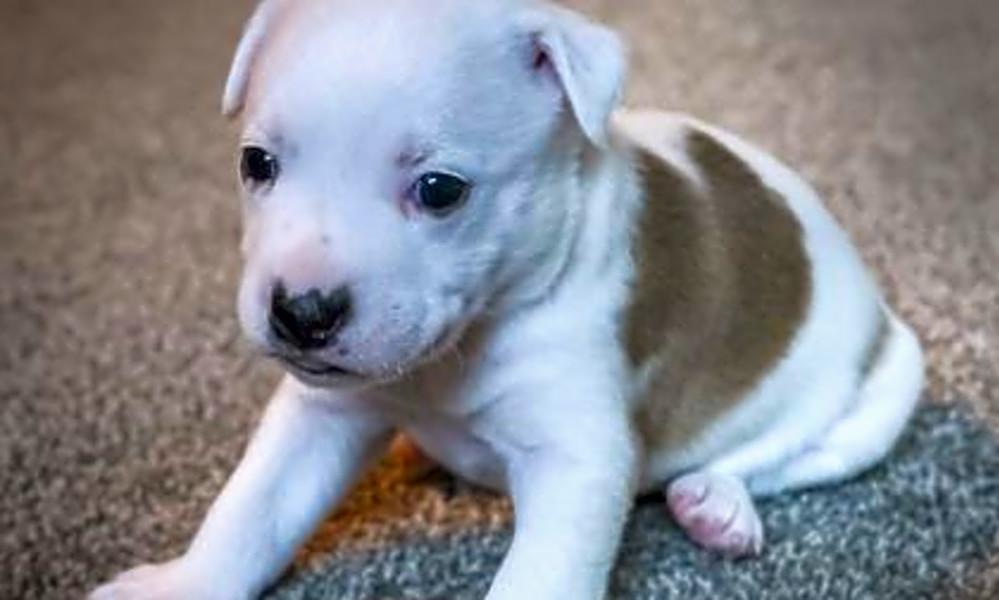 These Phoenix Based Puppies Are Up For Adoption And In Need Of A
