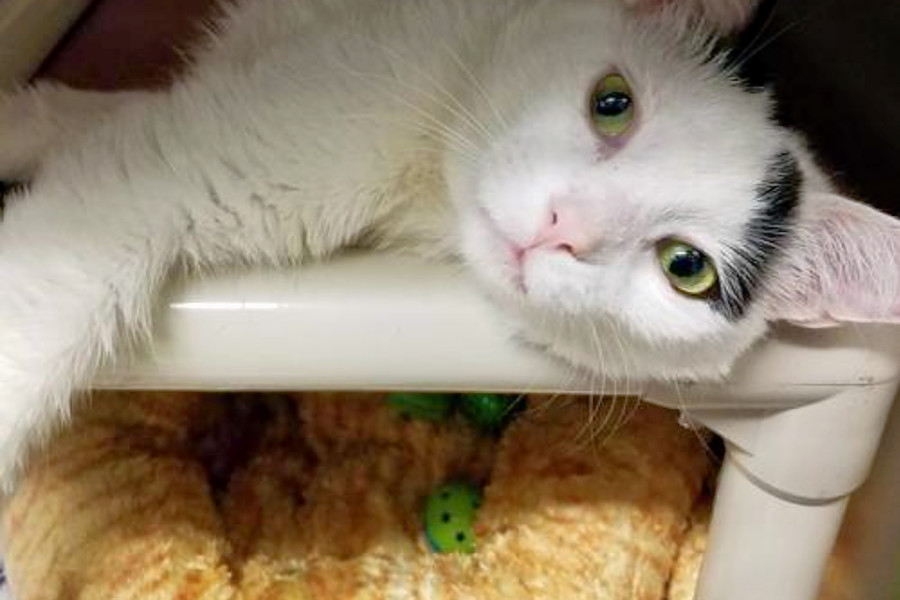 Cats In Milwaukee Looking For Their Furr Ever Homes Hoodline