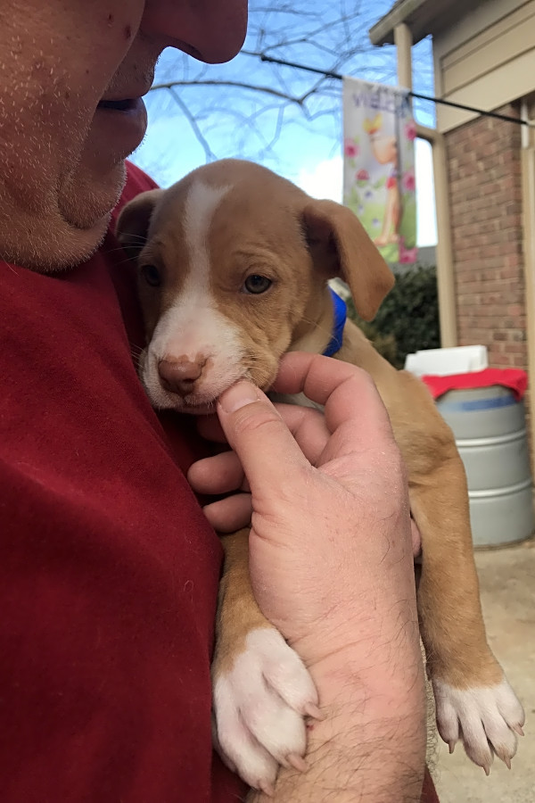 pit lab mix puppy