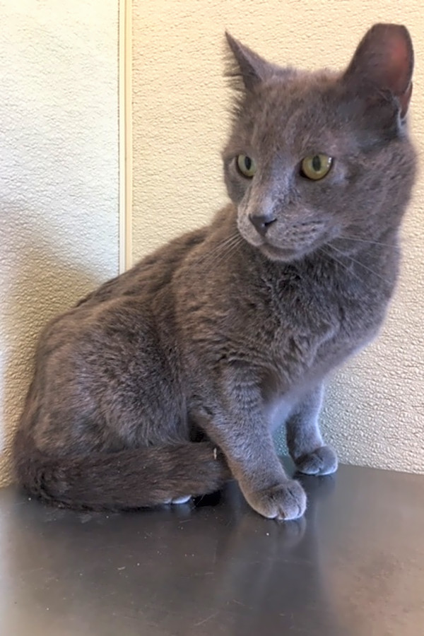 These Las Vegas Based Felines Are Up For Adoption And In Need Of A