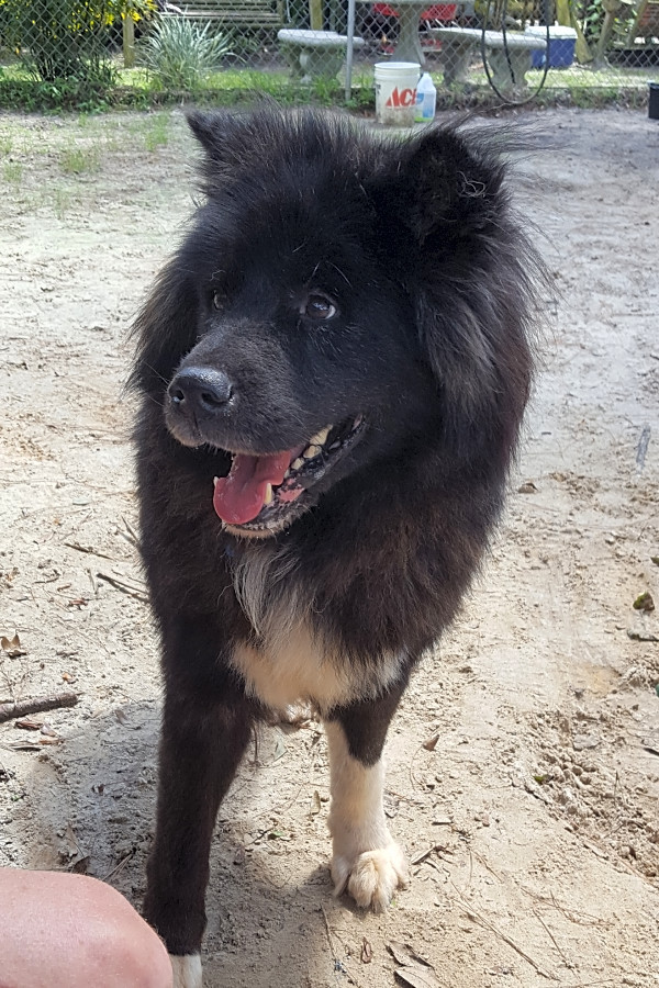 Want To Adopt A Pet Here Are 3 Delightful Doggies To Adopt Now In
