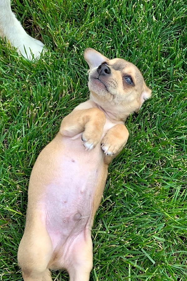 my way home dog rescue