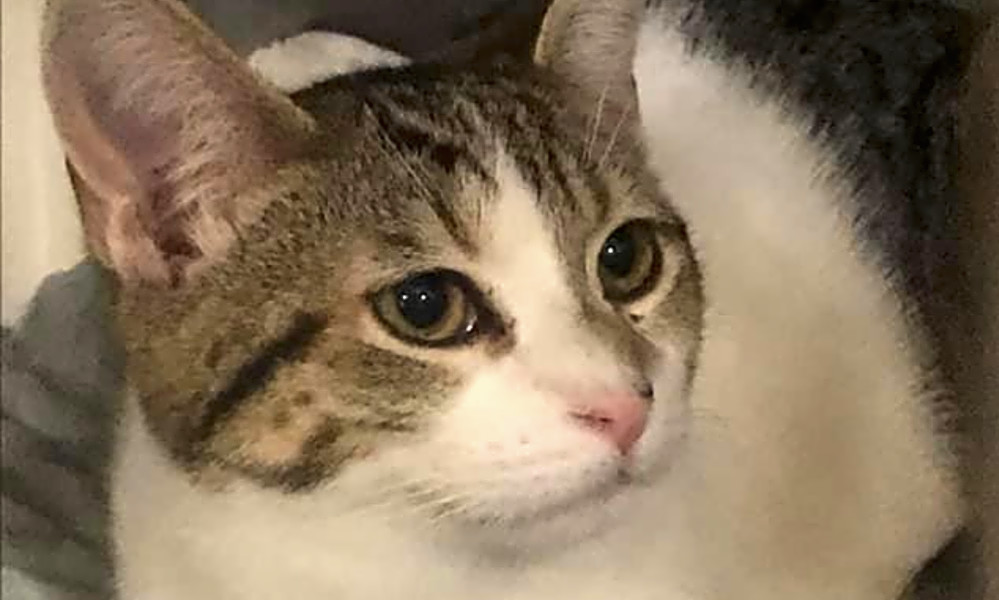 Want To Adopt A Pet Here Are 4 Fluffy Felines To Adopt Now In Philadelphia Hoodline