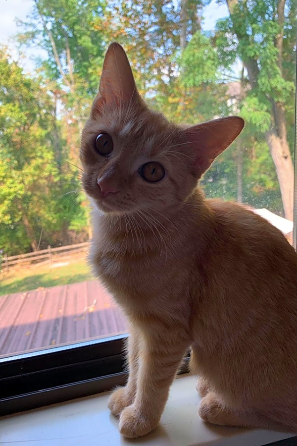 6 Cute As Can Be Kittens To Adopt Now In Cincinnati Hoodline