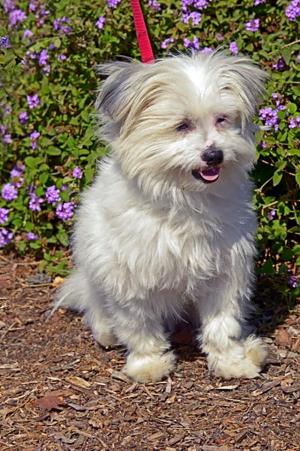 6 Lovable Pups To Adopt Now In San Jose Hoodline