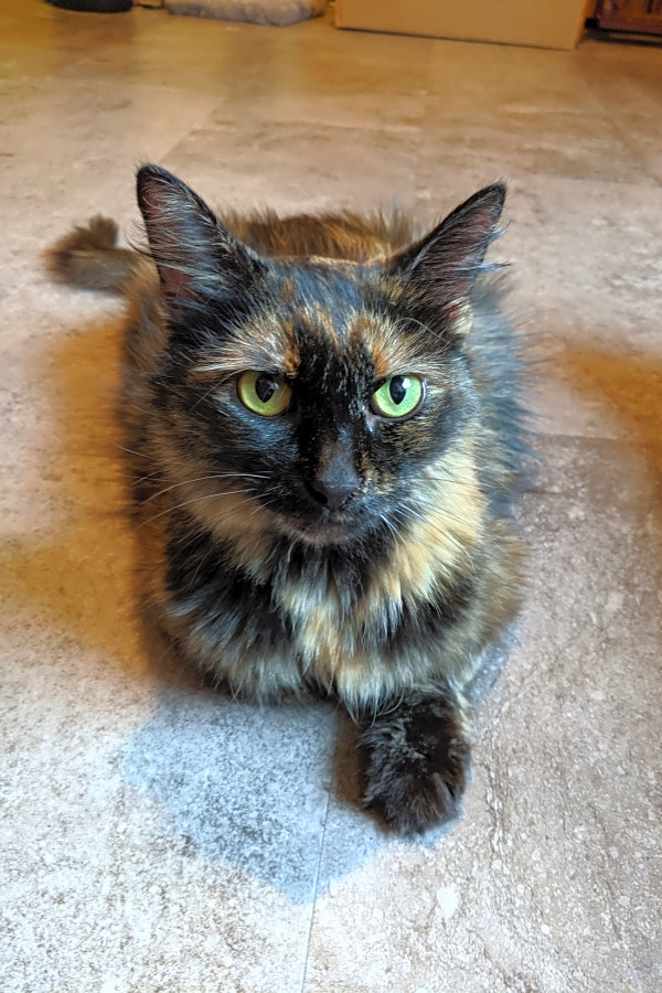 Want To Adopt A Pet Here Are 7 Charming Cats To Adopt Now In