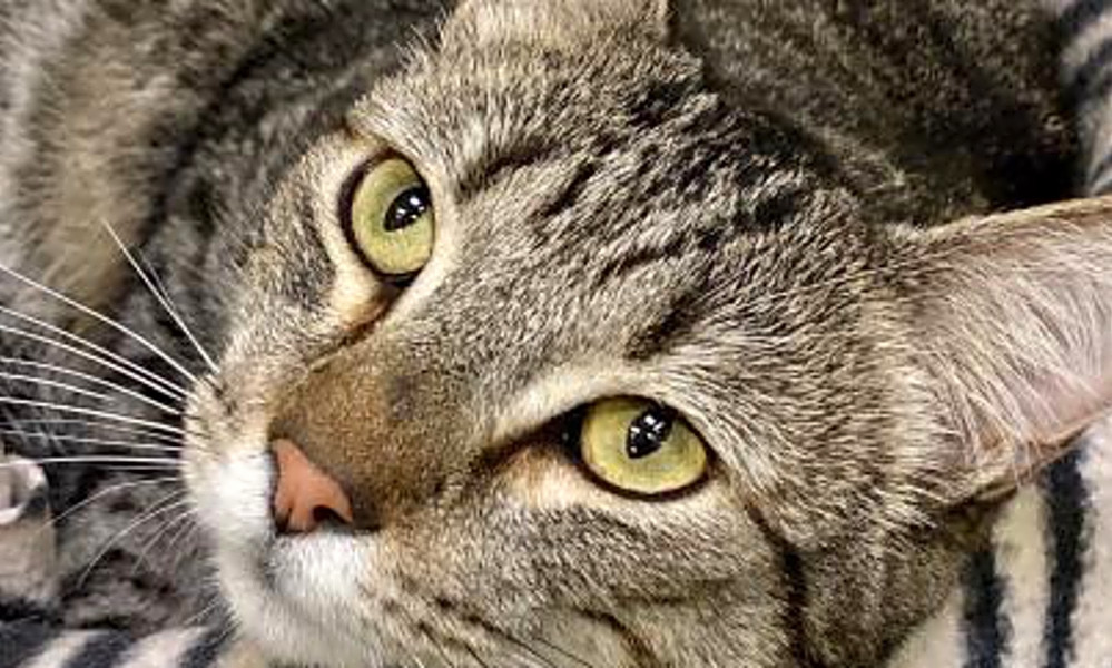 6 Furry Felines To Adopt Now In Sacramento Hoodline