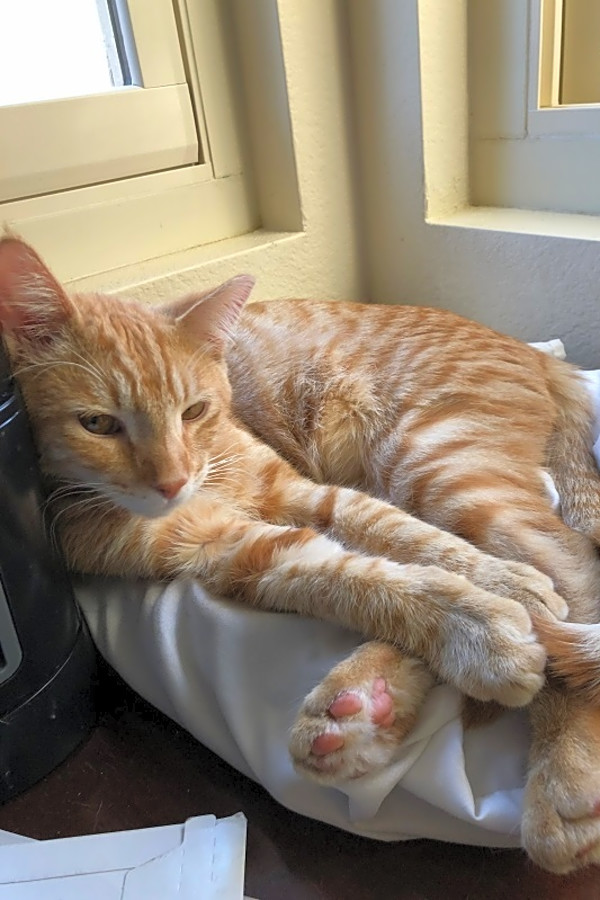 These Las Vegasbased kittens are up for adoption and in need of a