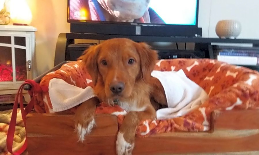 Looking To Adopt A Pet Here Are 5 Lovable Pups To Adopt Now In