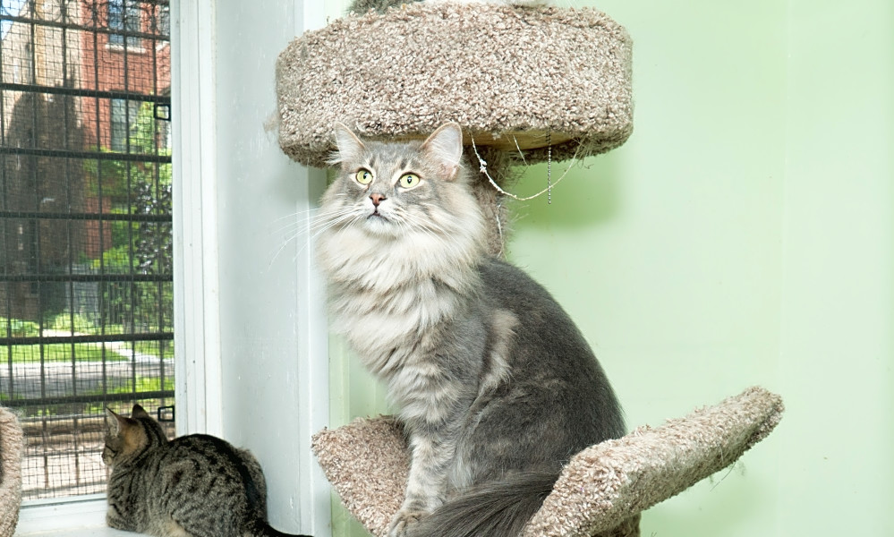 4 Cuddly Kittens To Adopt Now In Chicago Hoodline