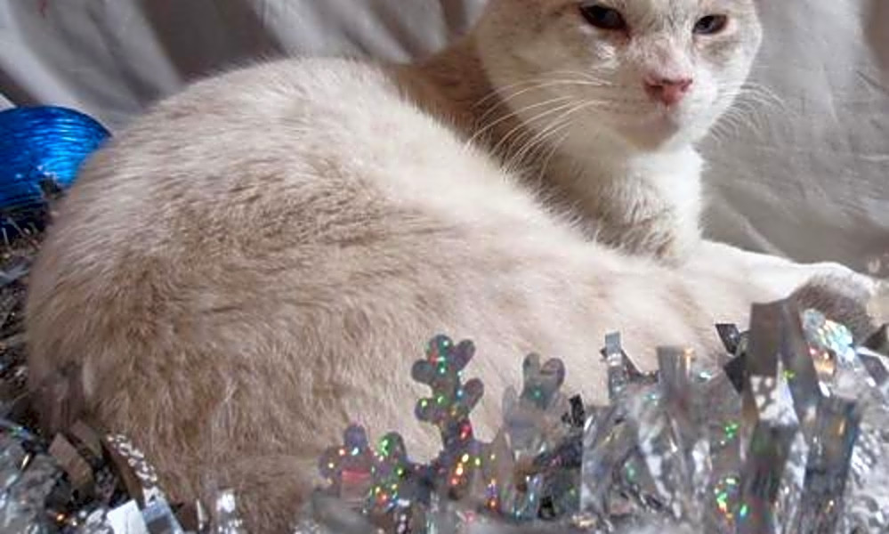 7 Charming Cats To Adopt Now In Oakland Hoodline