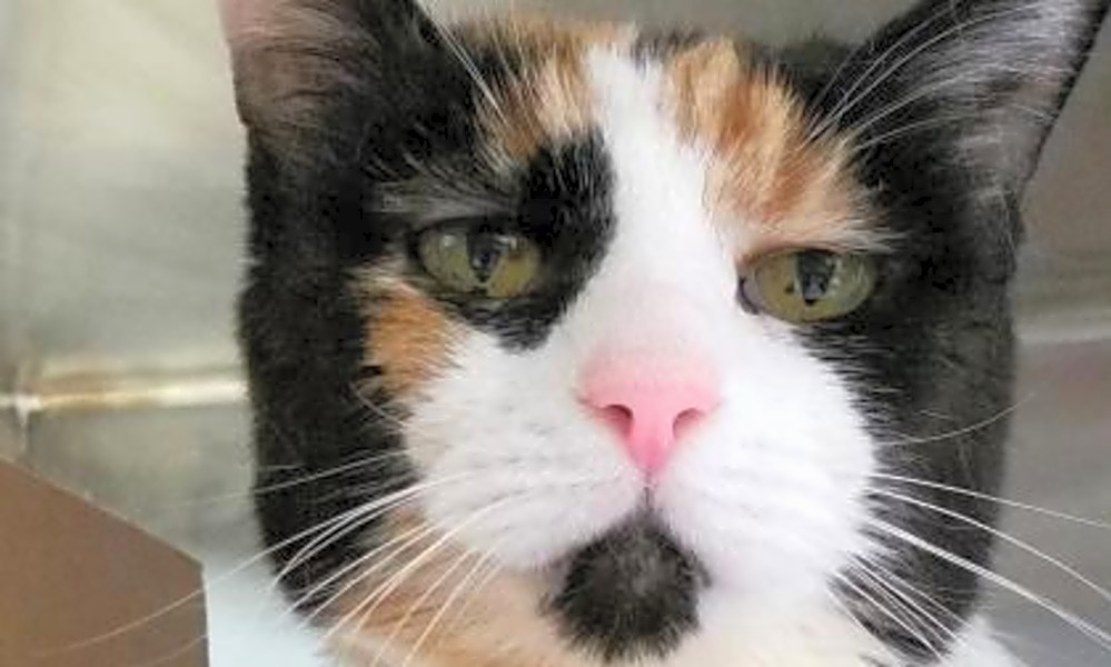 These Seattle-based cats are up for adoption and in need ...