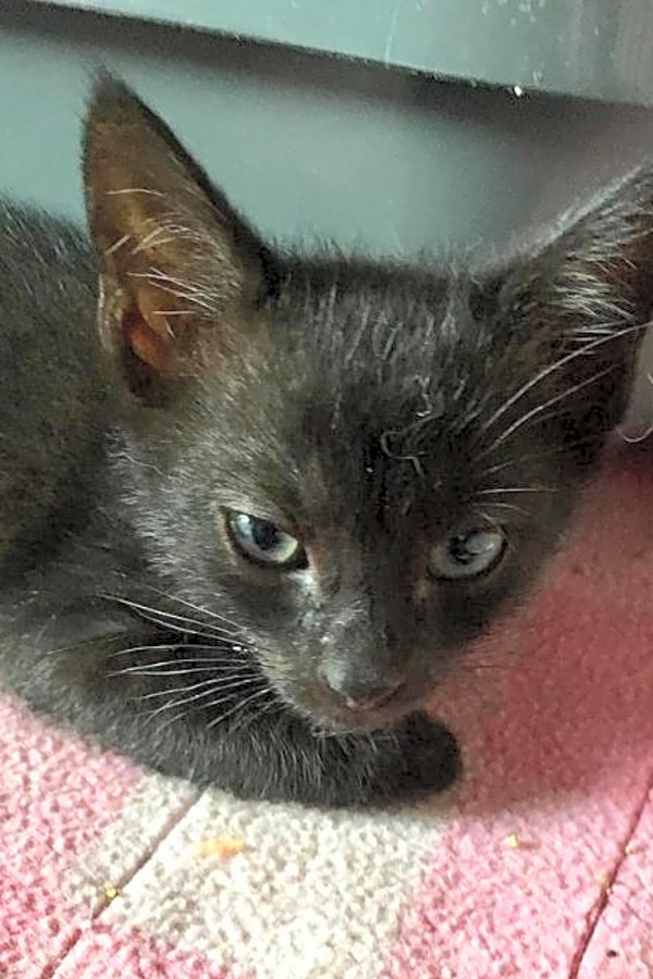 These Tampa Based Kittens Are Up For Adoption And In Need Of A