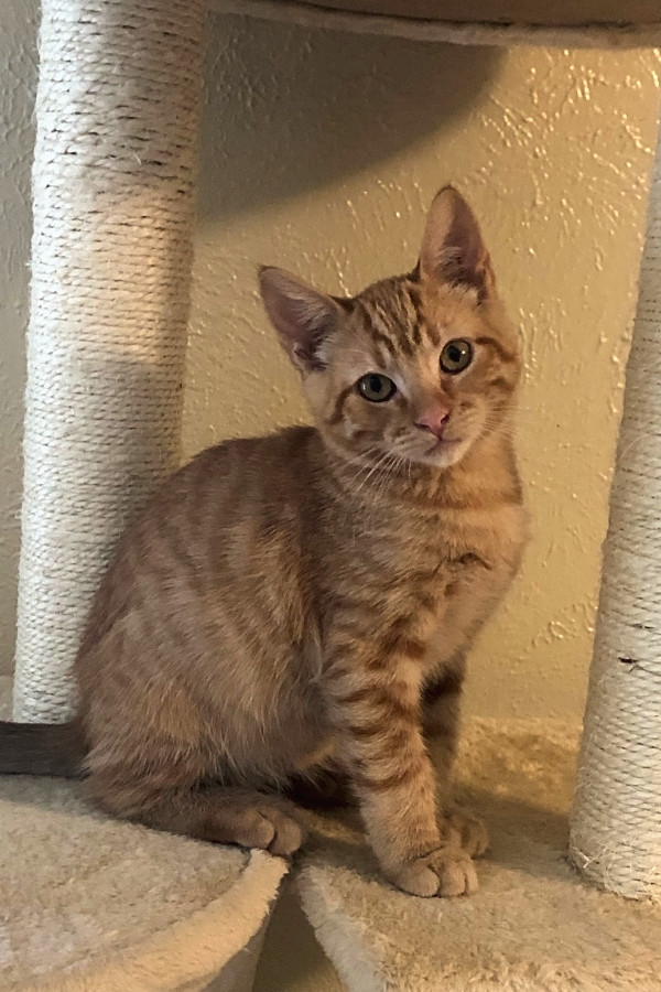 These Los Angeles Based Kittens Are Up For Adoption And In Need Of