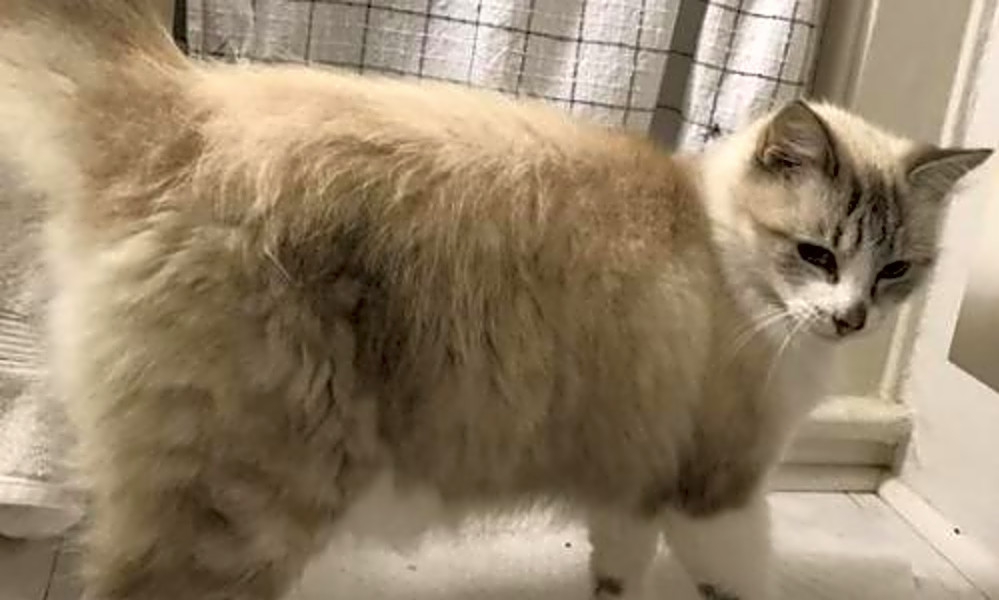 Cat adoption san antonio clearance