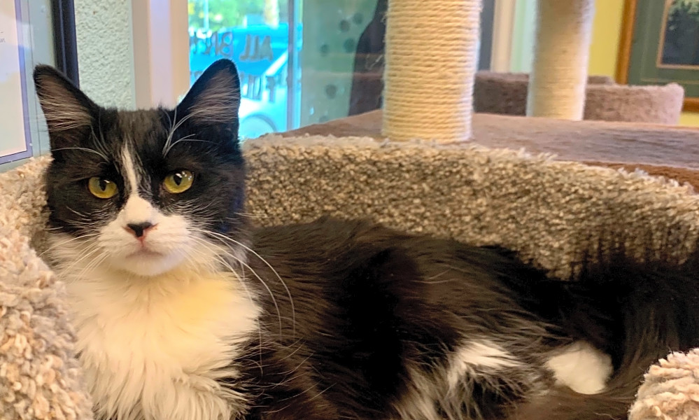 These Las Vegasbased kittens are up for adoption and in need of a