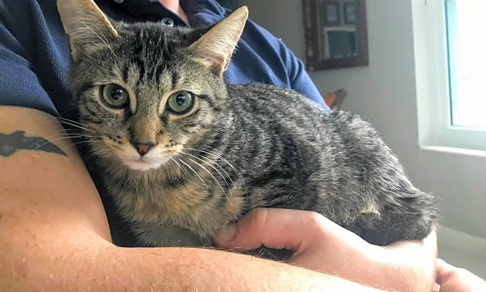 These Baltimore Based Kittens Are Up For Adoption And In Need Of A