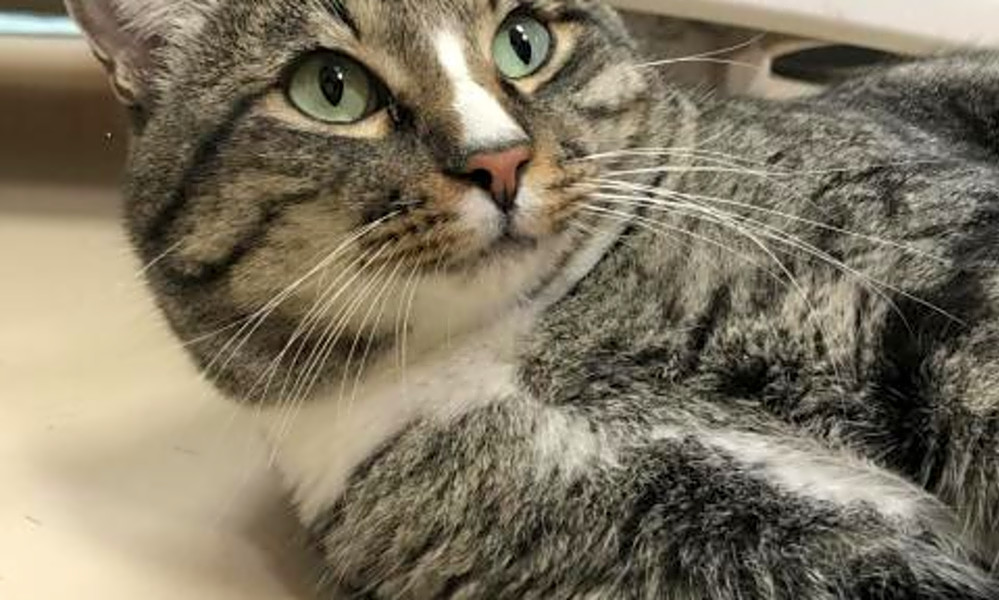 Want To Adopt A Pet Here Are 6 Furry Felines To Adopt Now In