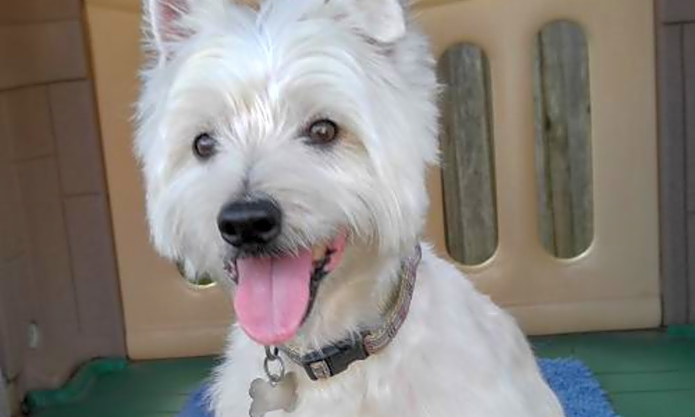 petfinder westies