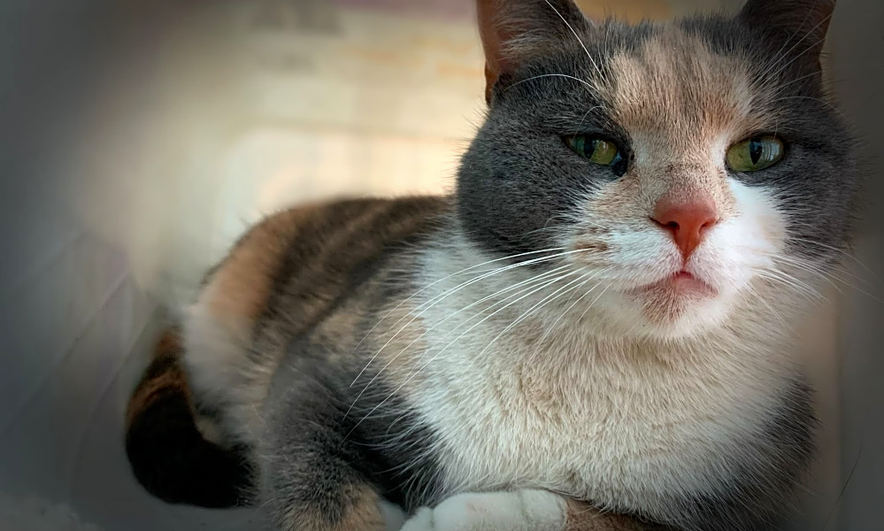 These Cleveland Based Felines Are Up For Adoption And In Need Of A