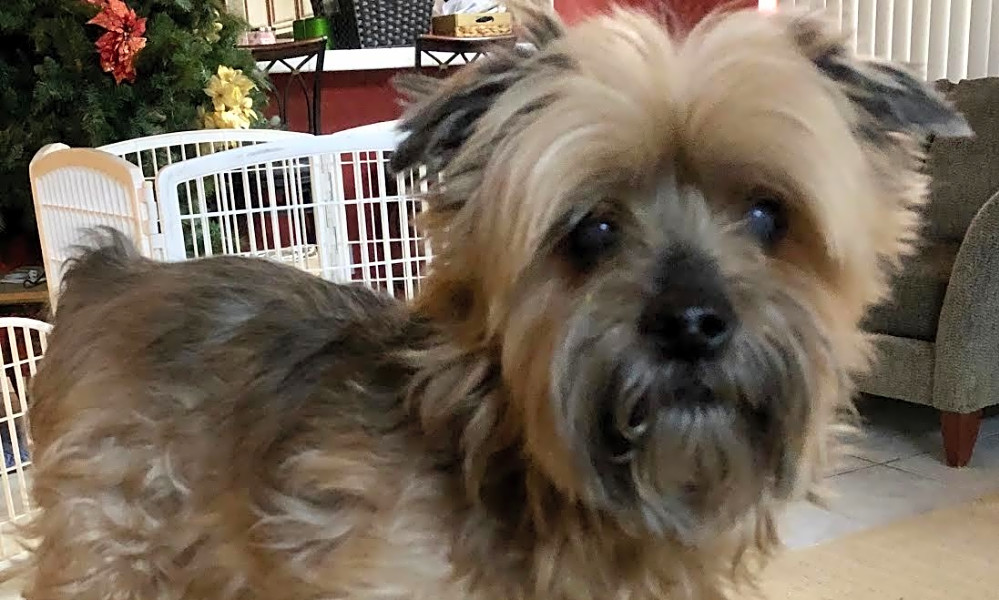 Looking To Adopt A Pet Here Are 7 Delightful Doggies To Adopt Now
