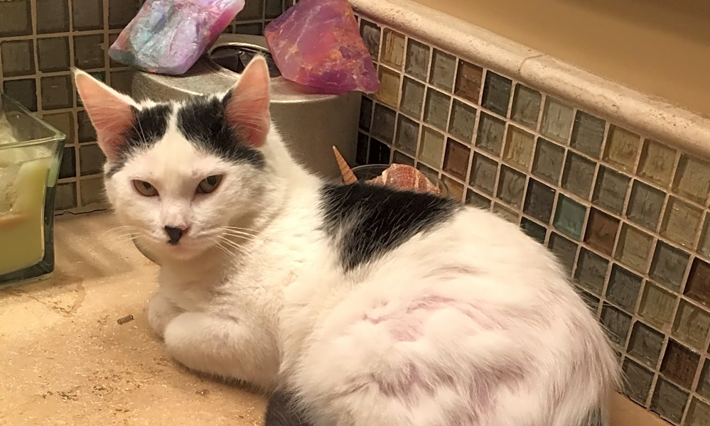 3 Charming Cats To Adopt Now In Anaheim Hoodline