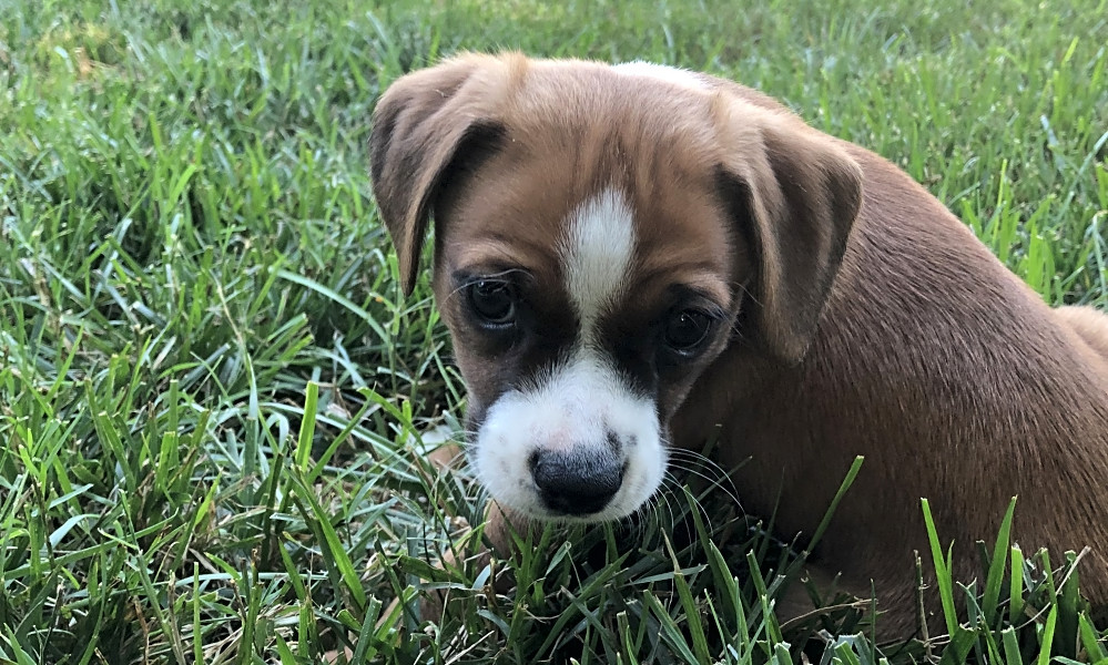 boxer pomeranian mix