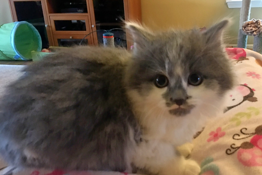 domestic longhair mix