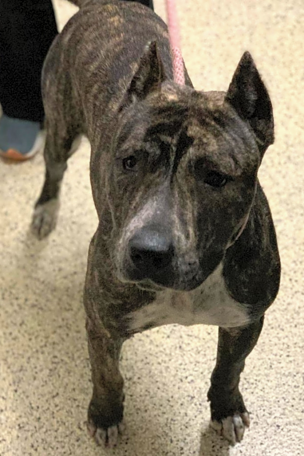 Want to adopt a pet Here are 7 lovable pups to adopt now in St. Louis