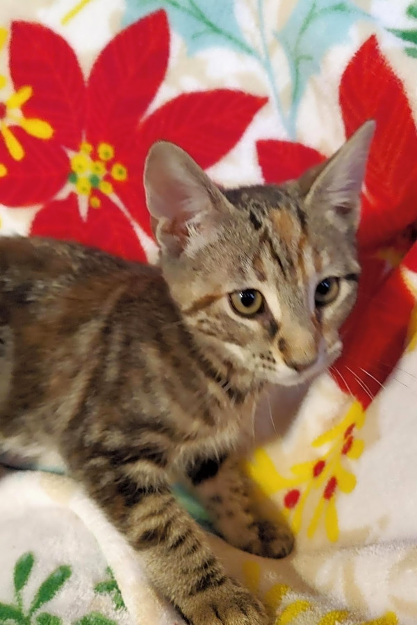 5 Fluffy Felines To Adopt Now In Charlotte Hoodline