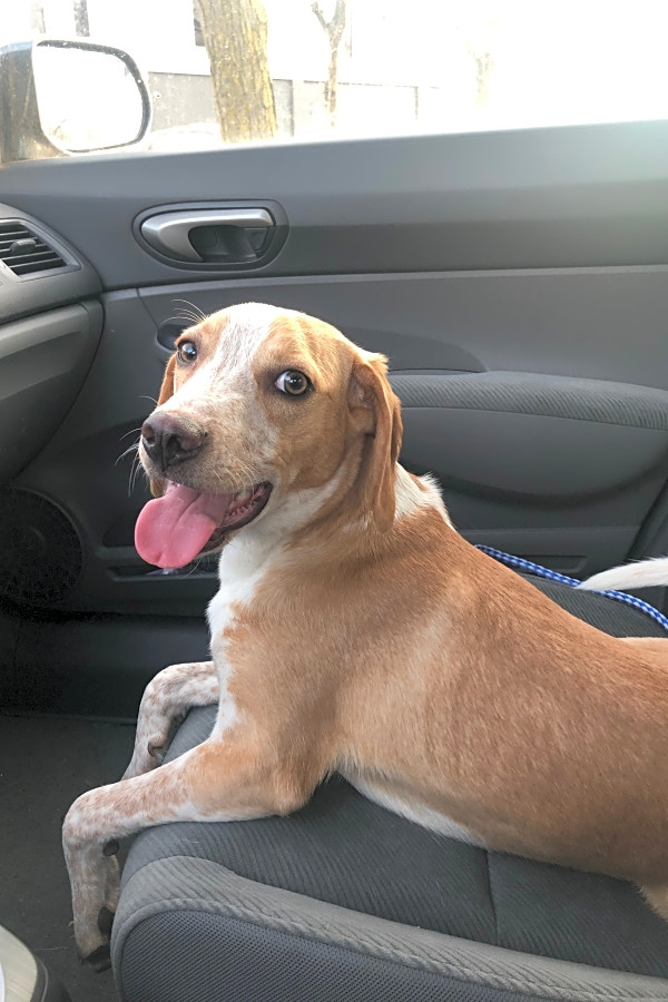 Pets Cbs Chicago