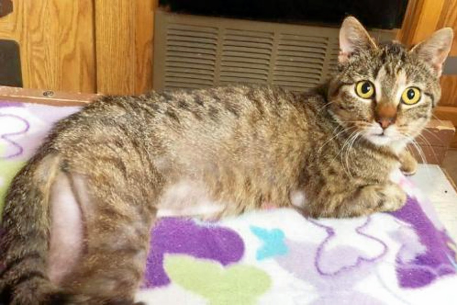 Cats and kittens in Colorado Springs looking for their furrever homes