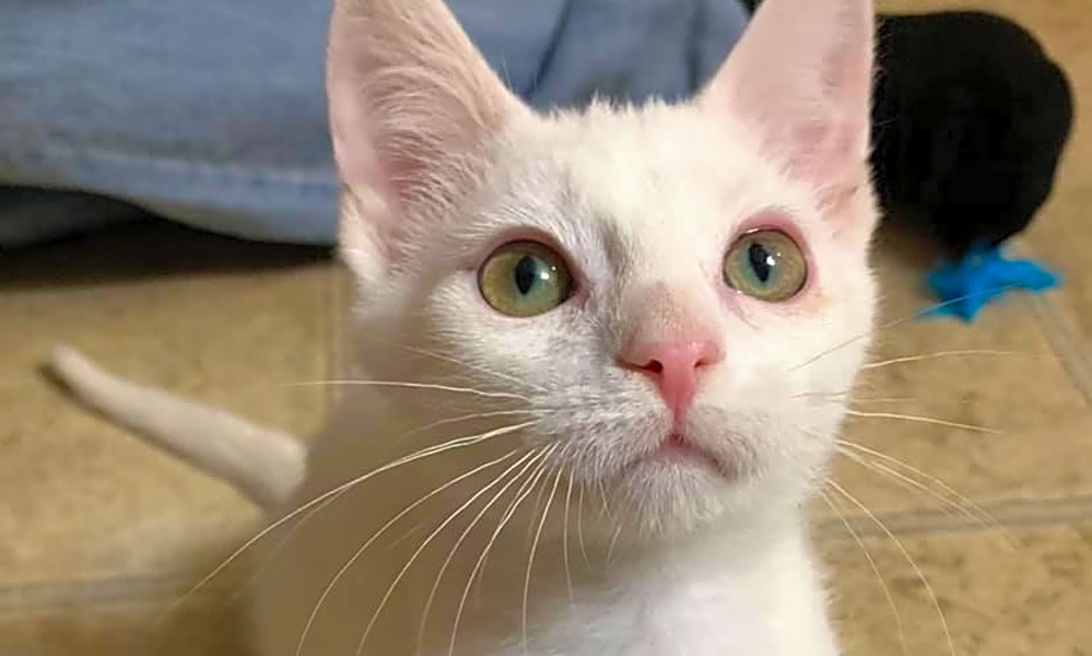 These Indianapolis Based Kittens Are Up For Adoption And In Need