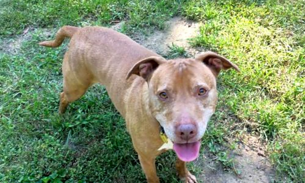 amstaff rescue near me