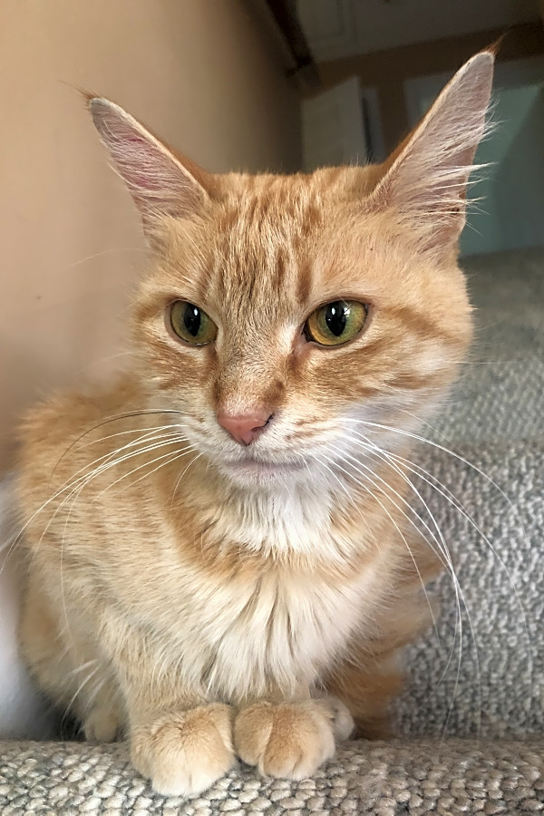 These Philadelphia Based Felines Are Up For Adoption And In Need