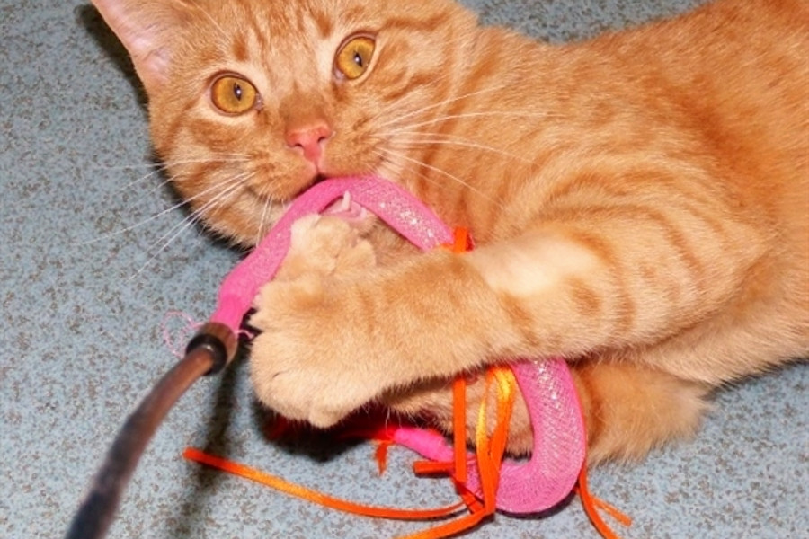 Cuteness Overload 7 Cool Kitties To Adopt Now In Louisville