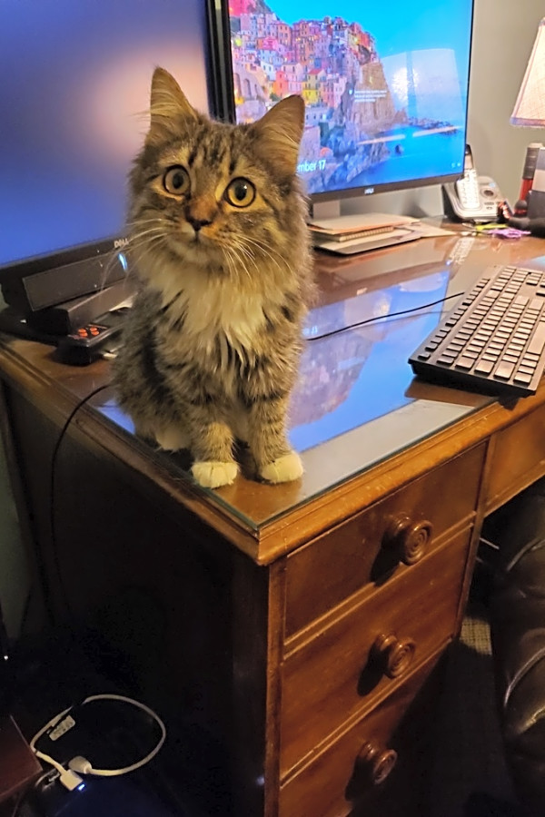 7 Lovable Kitties To Adopt Now In Atlanta Hoodline