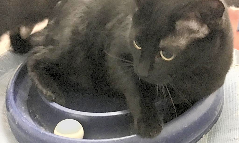 7 Cool Kitties To Adopt Now In Kansas City Hoodline