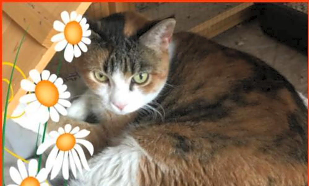 feral paws rescue group