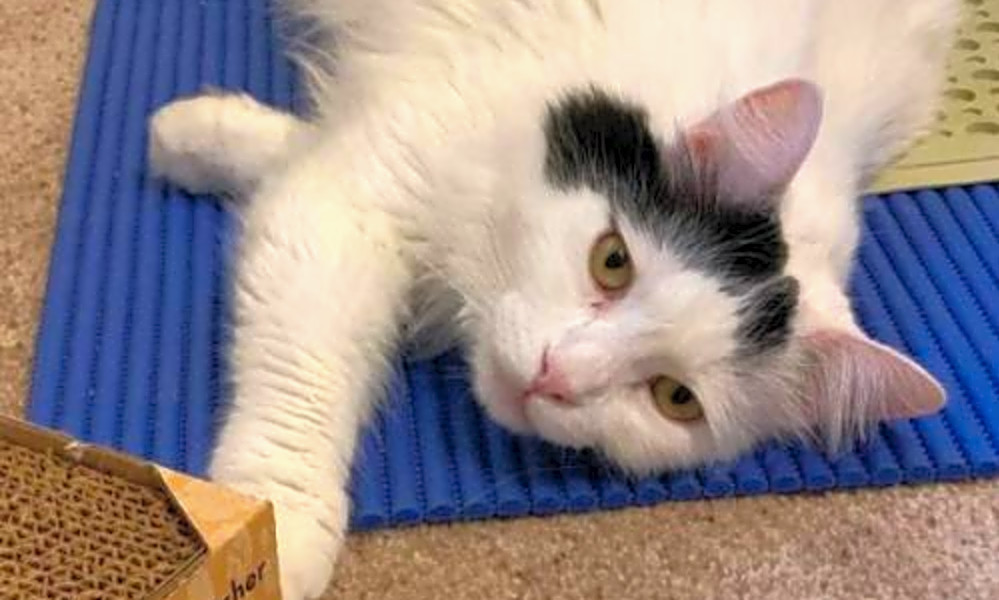 6 Charming Cats To Adopt Now In San Jose Hoodline