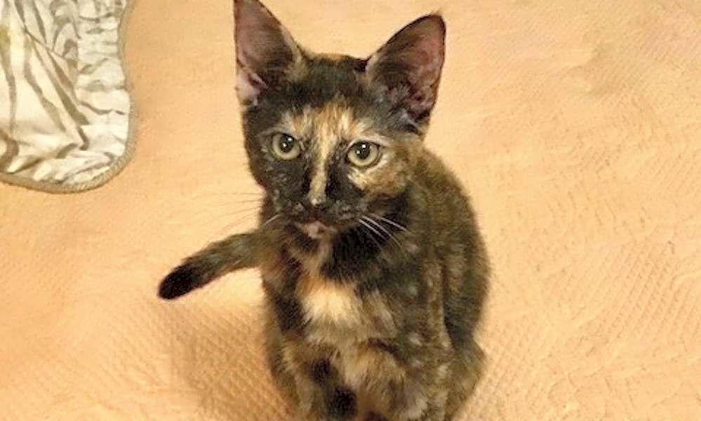 Looking To Adopt A Pet Here Are 5 Cuddly Kittens To Adopt Now In