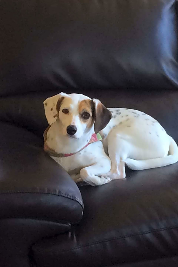 Jack russell rescue tampa cheap