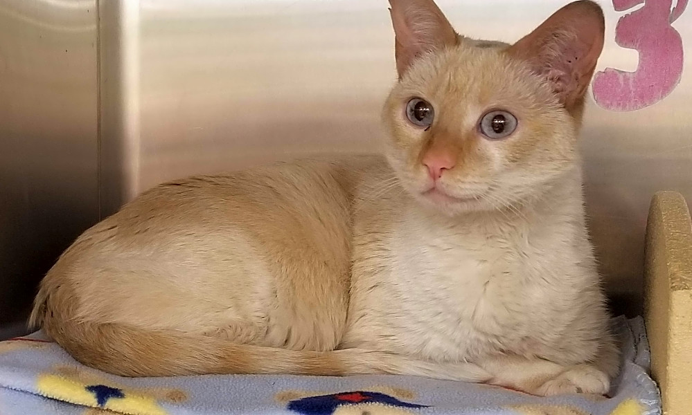 These Mesa Based Kitties Are Up For Adoption And In Need Of A Good