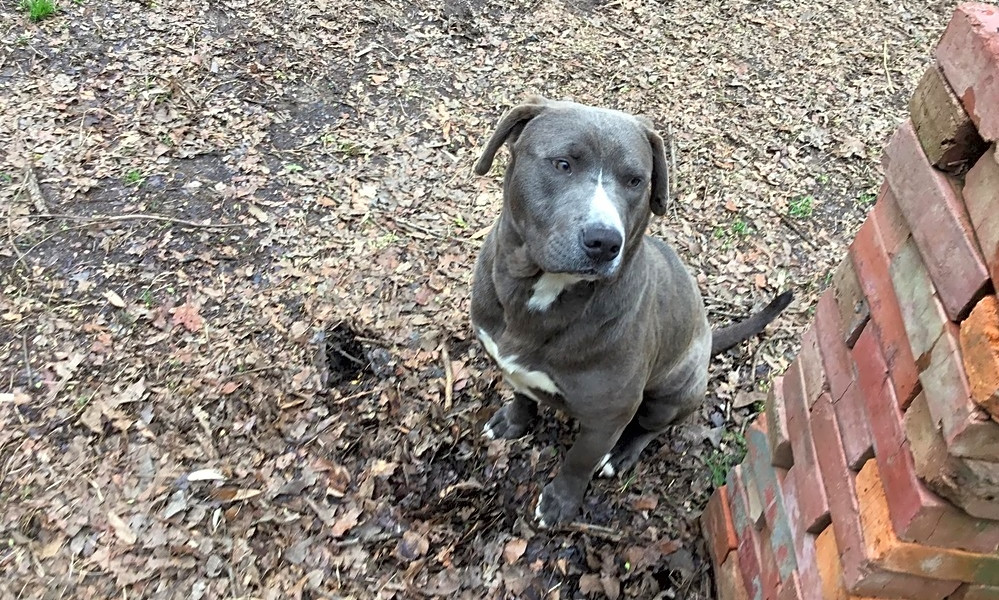 Looking To Adopt A Pet Here Are 3 Perfect Puppies To Adopt Now In