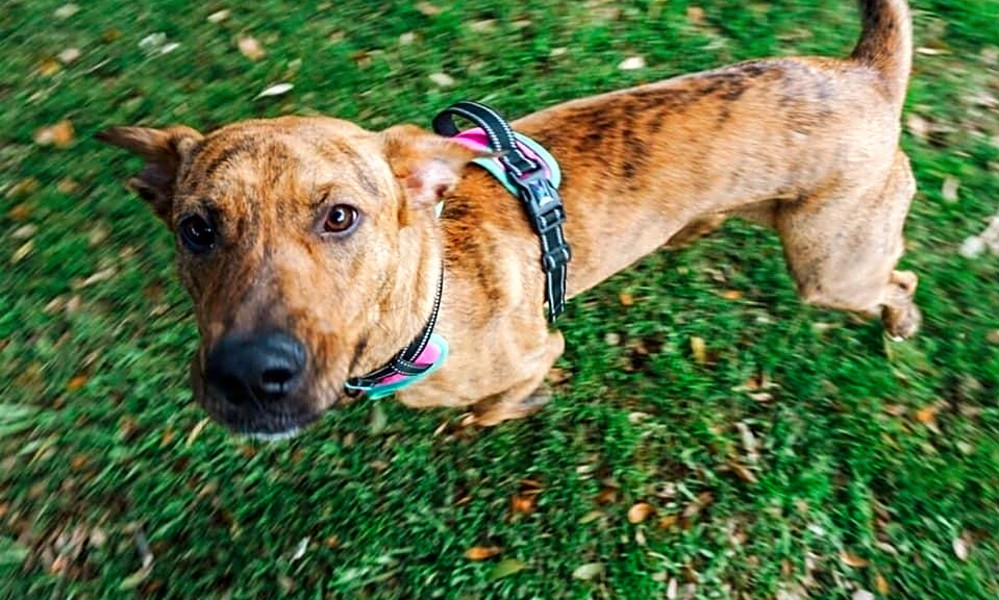 6 snuggly canines to adopt now in fort