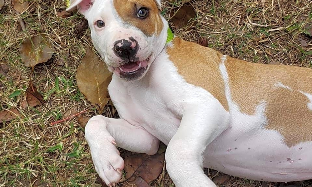 These Houston based puppies are up for adoption and in need of a