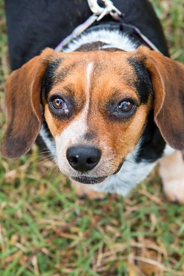 These Miami Based Dogs Are Up For Adoption And In Need Of A Good Home