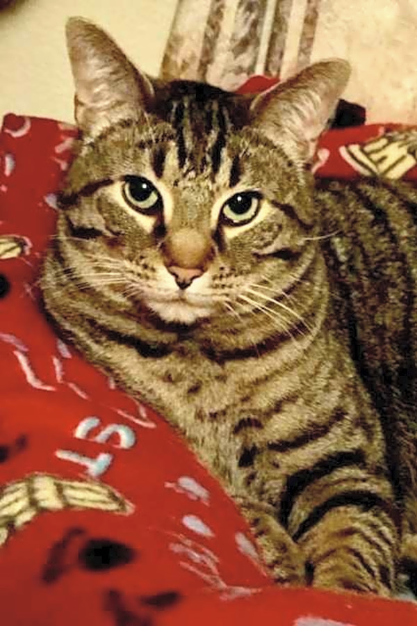 6 Charming Cats To Adopt Now In Dallas Hoodline