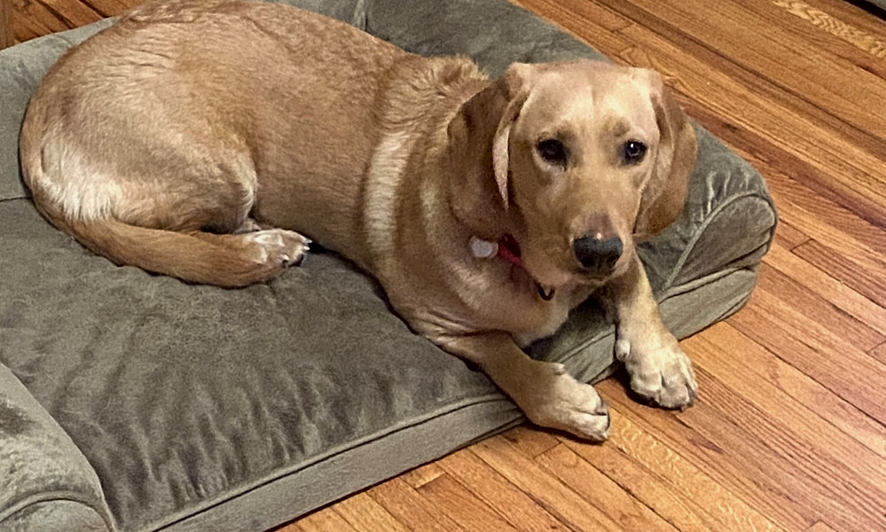 Basset hound golden retriever mix puppy outlet